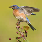 Eastern Bluebird