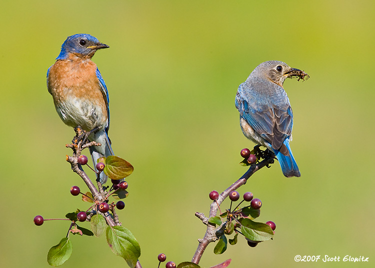 Eastern Bluebird