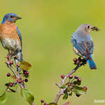 Eastern Bluebird