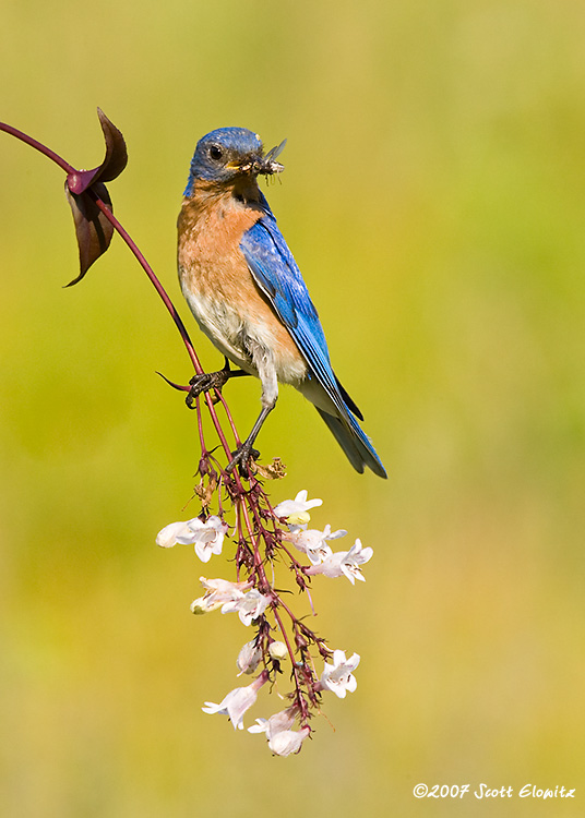 Eastern Bluebird