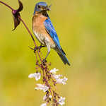 Eastern Bluebird