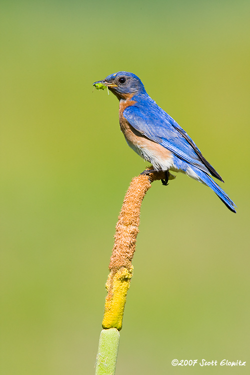 Eastern Bluebird