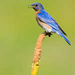 Eastern Bluebird