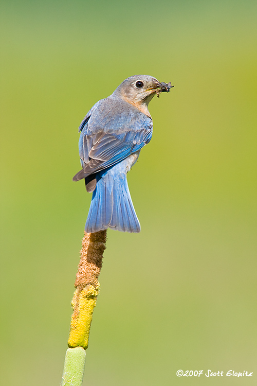 Eastern Bluebird