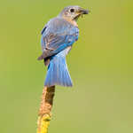 Eastern Bluebird