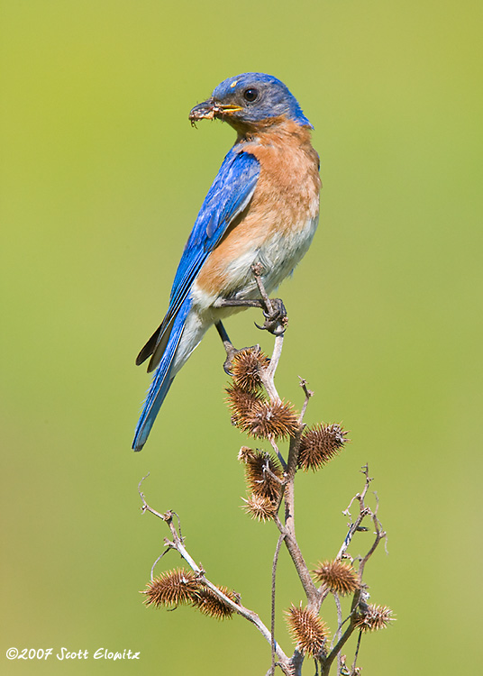 Eastern Bluebird