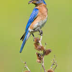 Eastern Bluebird