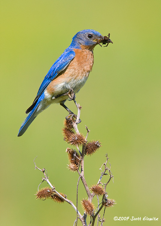 Eastern Bluebird