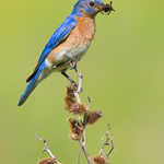 Eastern Bluebird