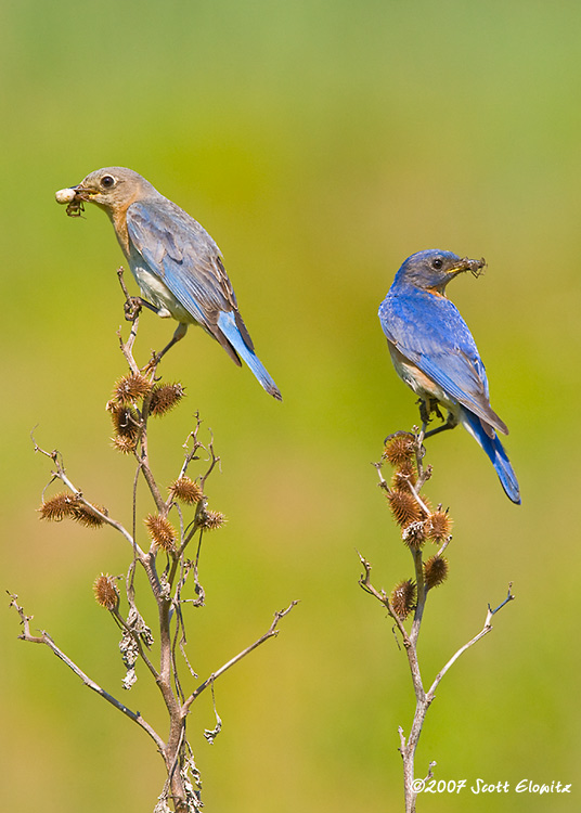 Eastern Bluebird