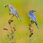 Eastern Bluebird