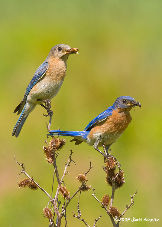 Eastern Bluebird