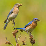 Eastern Bluebird