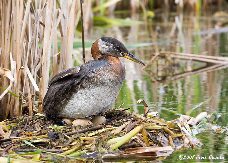 Red-necked Grebe