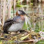 Red-necked Grebe