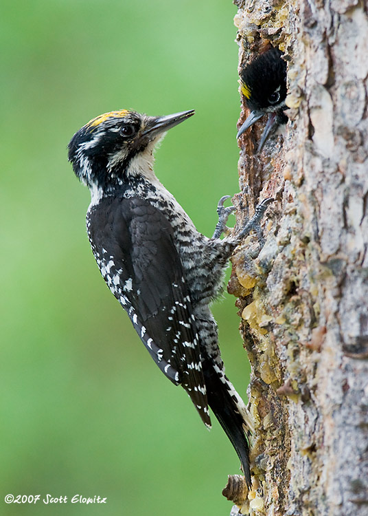 Three-toed Woodpecker