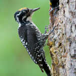 Three-toed Woodpecker