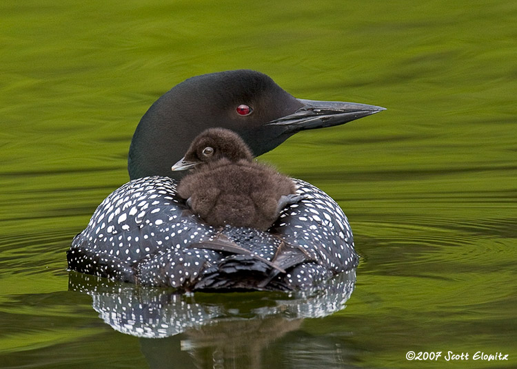 Common Loon