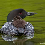 Common Loon