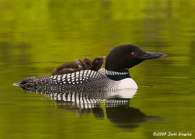 Common Loon