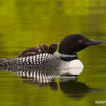 Common Loon