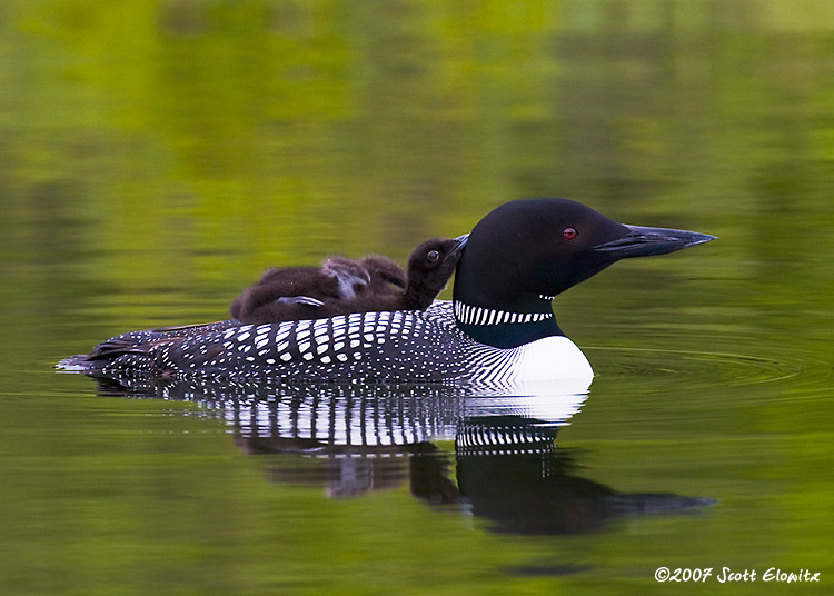 Common Loon