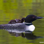 Common Loon