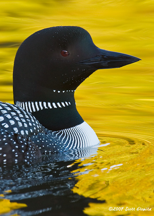 Common Loon