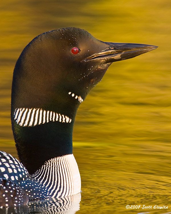 Common Loon