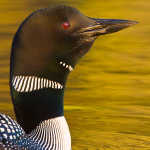 Common Loon