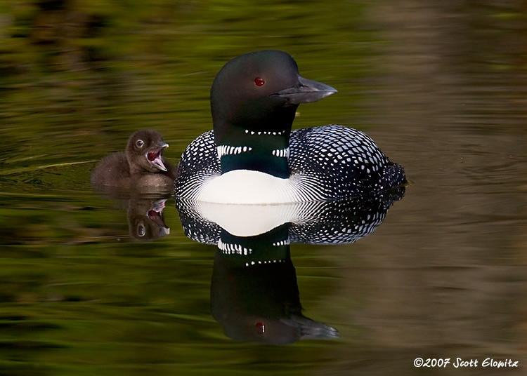 Common Loon