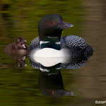 Common Loon