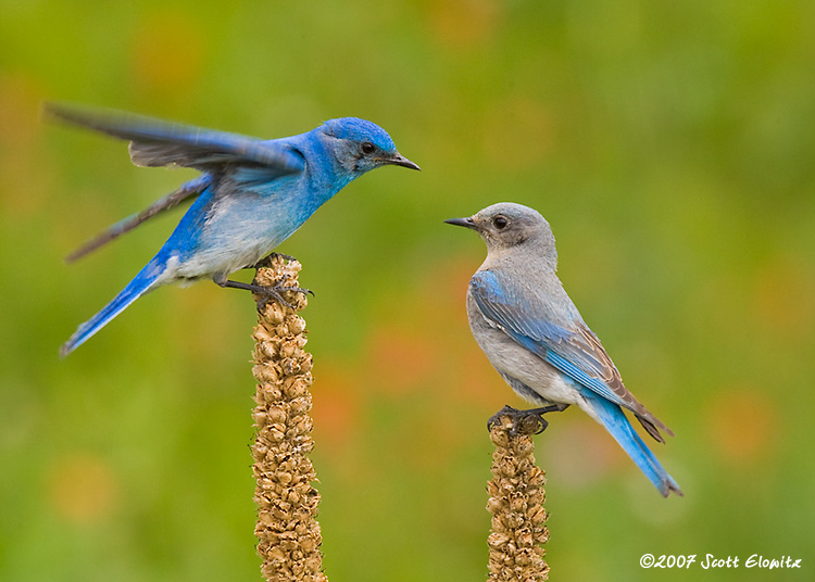 Mountain Bluebird