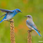 Mountain Bluebird