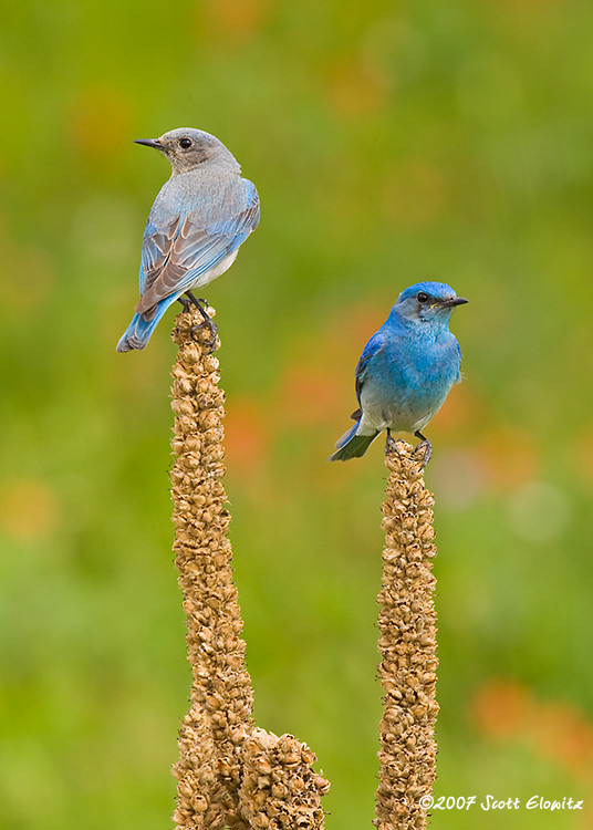 Mountain Bluebird