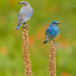 Mountain Bluebird