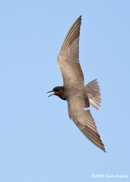 Black Tern