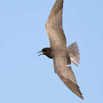 Black Tern