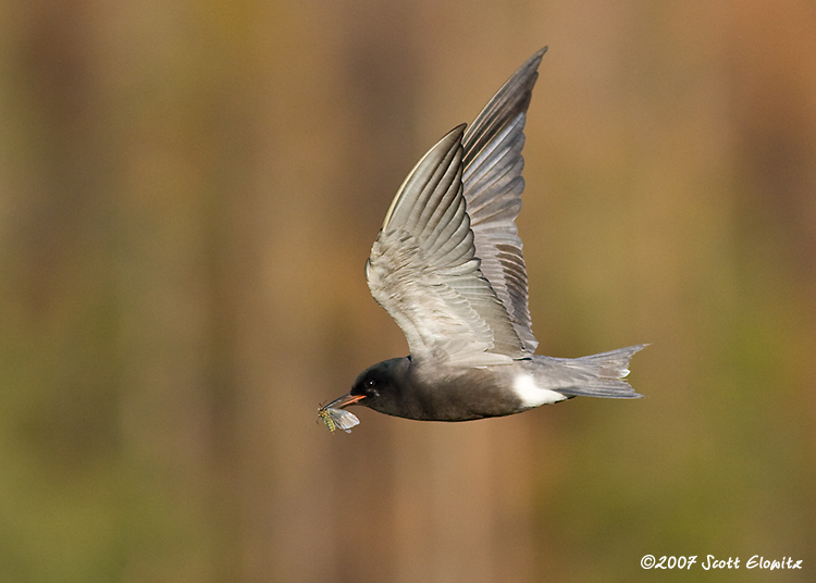 Black Tern