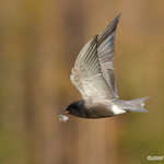 Black Tern