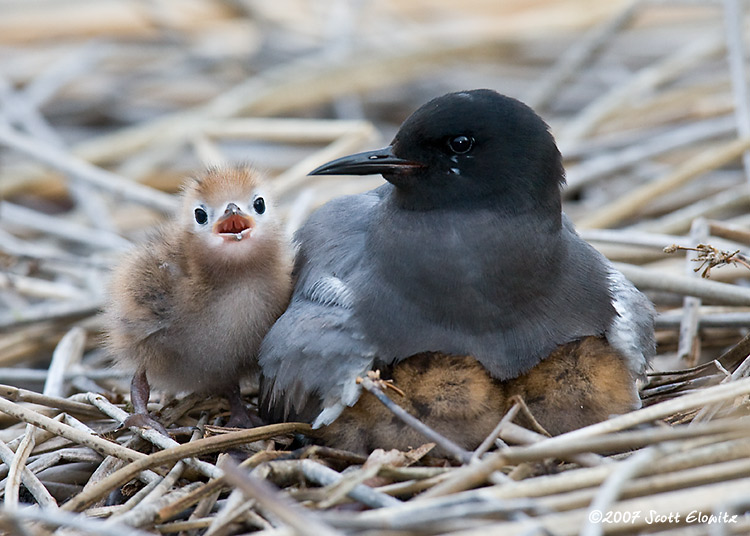 Black Tern