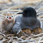 Black Tern