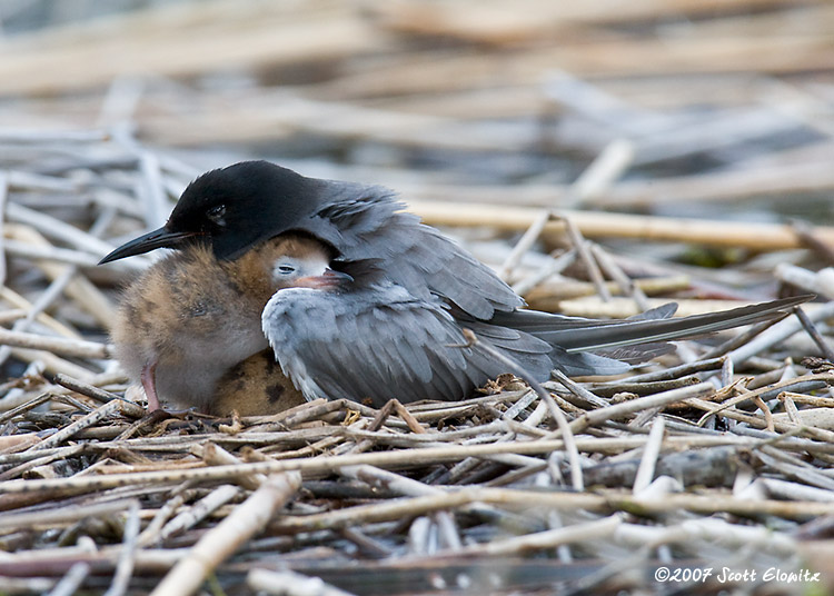 Black Tern