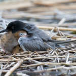 Black Tern