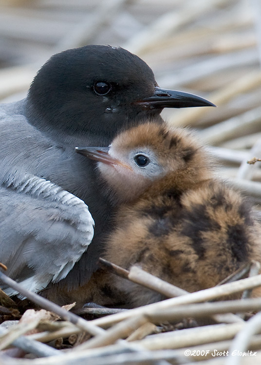 Black Tern