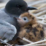 Black Tern