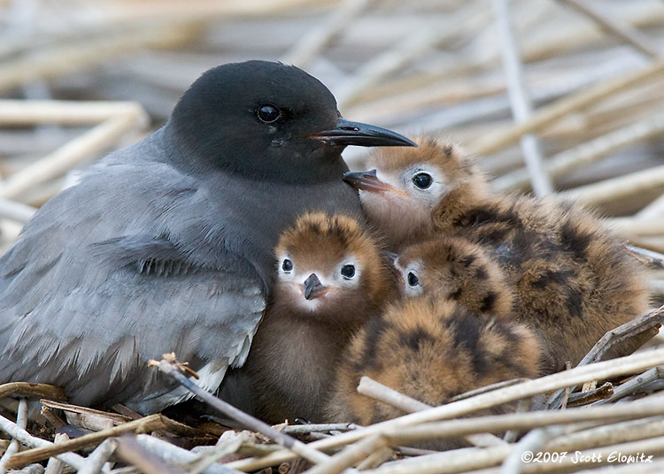 Black Tern