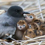 Black Tern