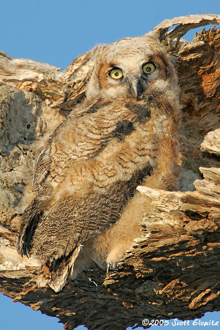 Great Horned Owl