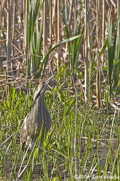 American Bittern